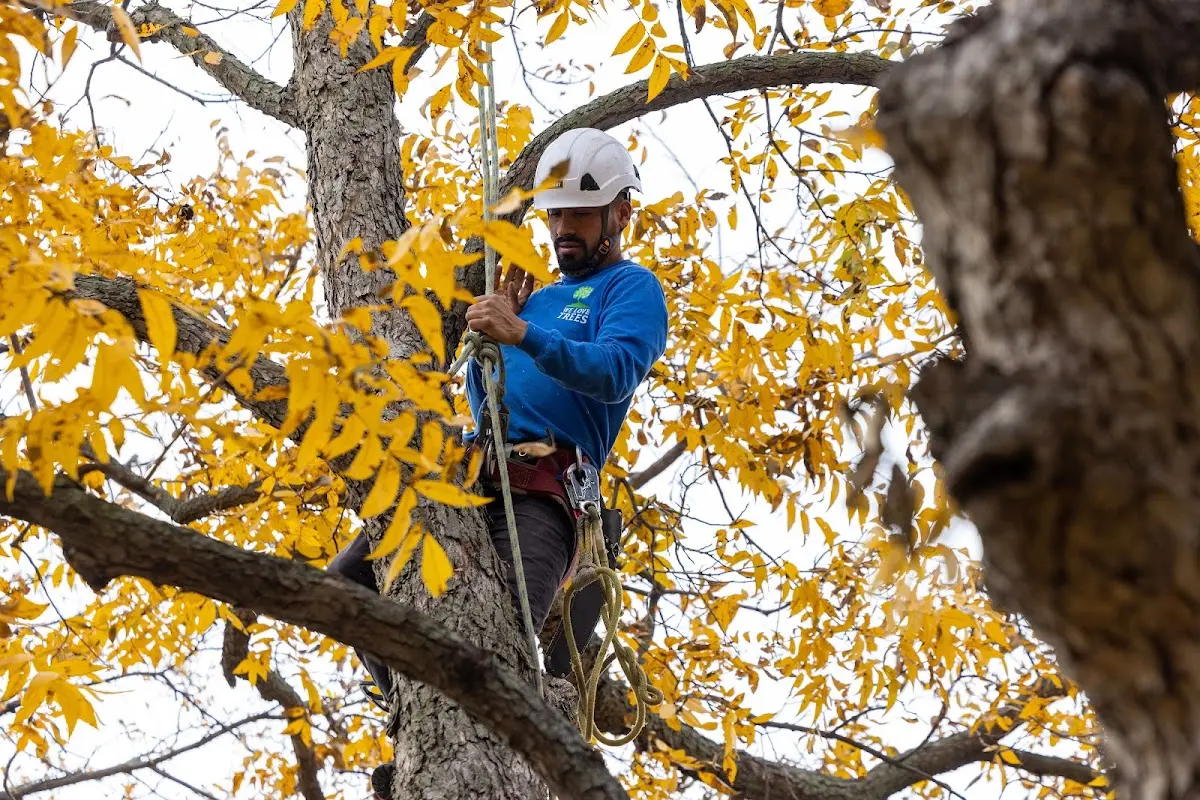 Skilled Tree Planting crew working in Rensselaer